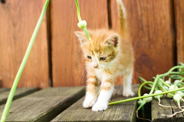 Petit chaton rouge.