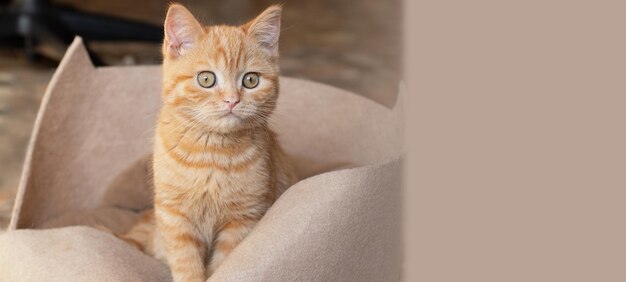 Petit chaton roux assis dans son espace de copie de canapé pour le texte