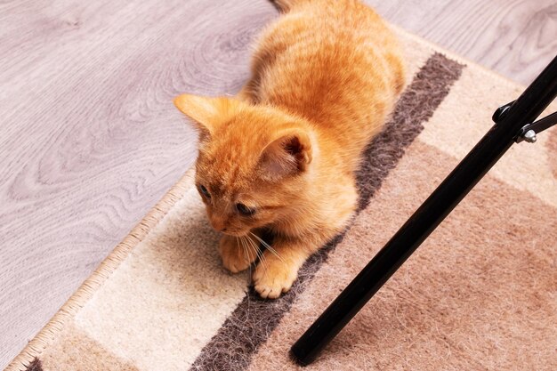 Le petit chaton roux est assis sur le tapis