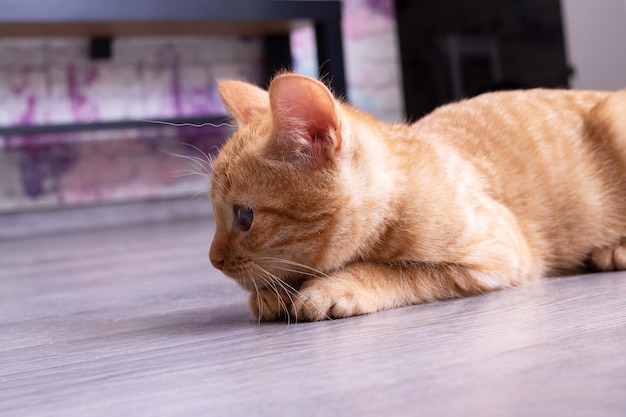 Le petit chaton roux est assis sur le tapis