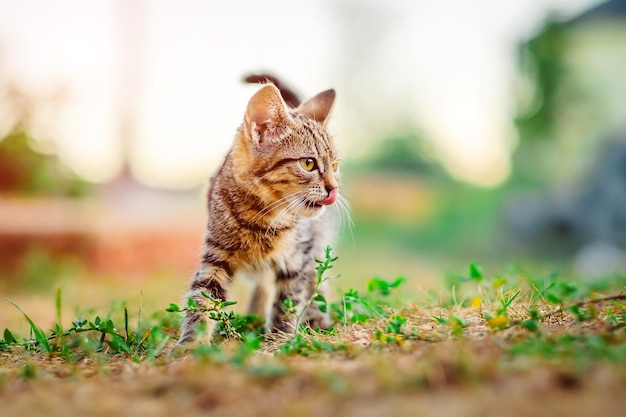 Petit chaton sans abri mignon marchant