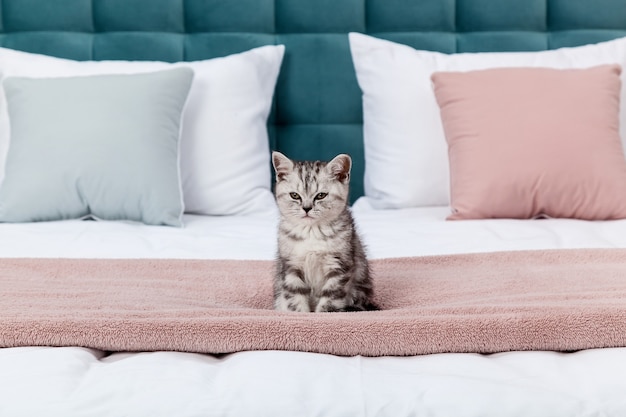 Petit chaton Scottish Fold tabby sur le lit