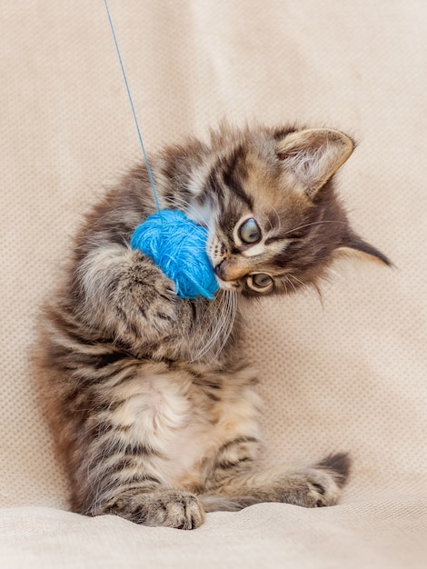 Un petit chaton se dresse sur ses pattes arrière en jouant avec un enchevêtrement de fil