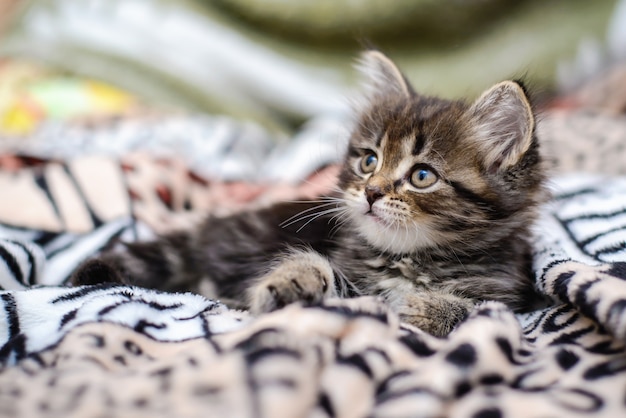 Un petit chaton se trouve sur le lit