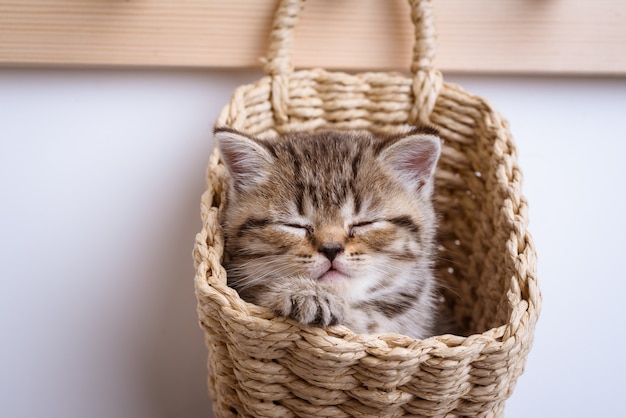 Petit chaton tabby dans un mur blanc