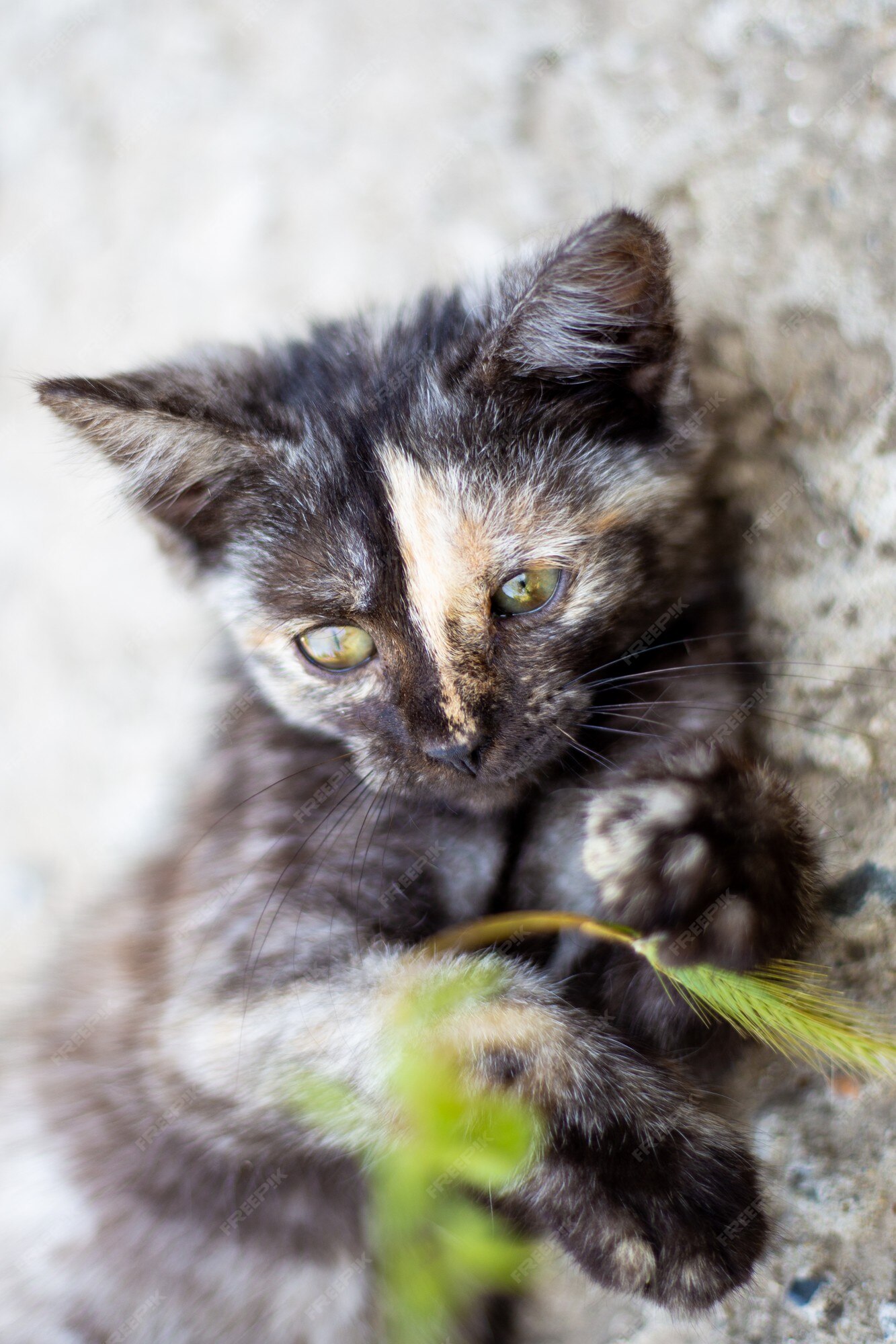 Le Petit Chaton Tachete Noir Joue Avec L Herbe Verte Animaux Preferes Photo Premium