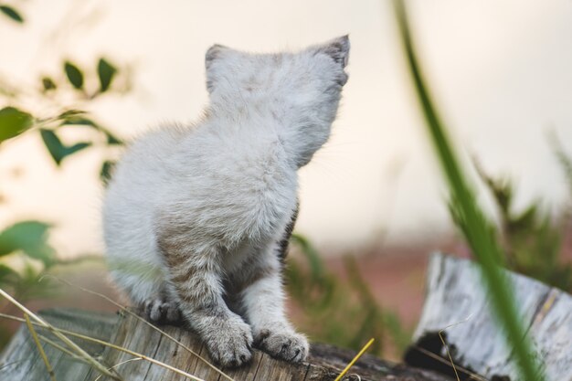 Petit chaton thai mignon dans le jardin