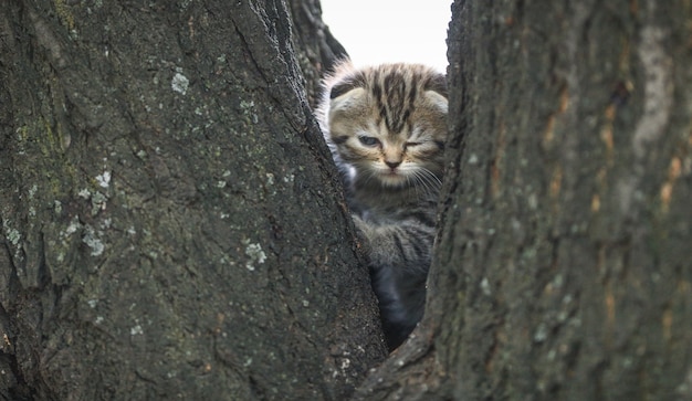 petit chaton tigré sur l'arbre