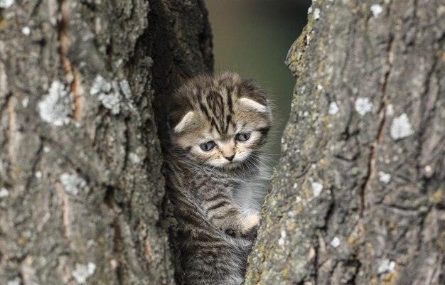 petit chaton tigré sur l'arbre