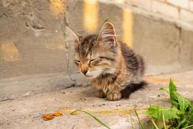 Petit chaton tigré assis dans la rue, animal jouant dans la cour.