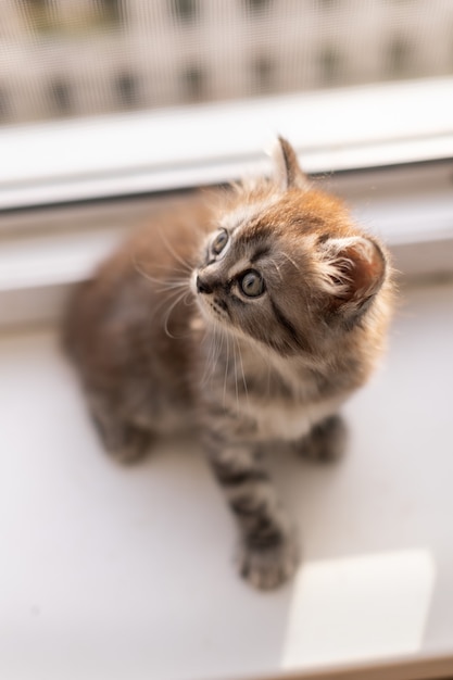 Petit chaton tigré dans la maison