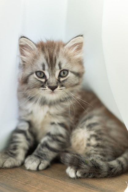 Petit chaton tigré dans la maison