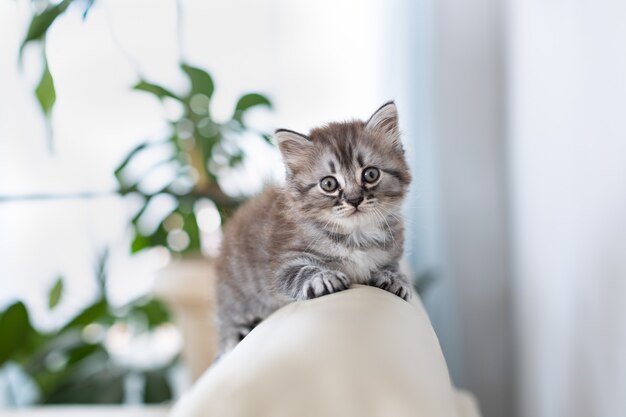 Petit chaton tigré dans la maison