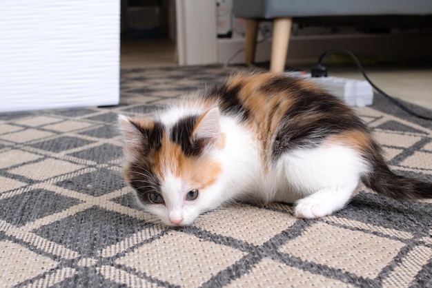 Un petit chaton tricolore est assis sur le sol