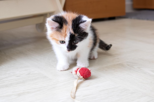 Petit chaton tricolore jouant avec un jouet