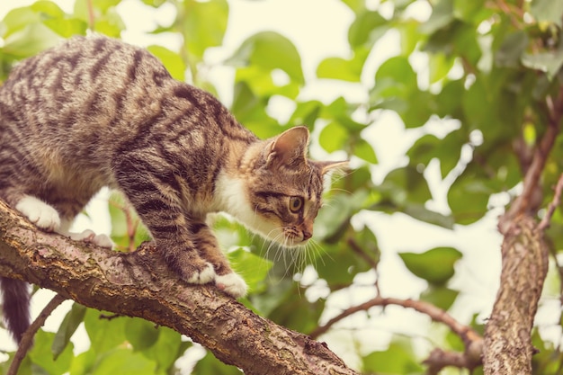 Photo petit chaton