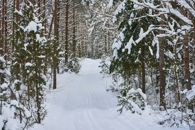 Un petit chemin étroit dans une belle forêt d'hiver dense