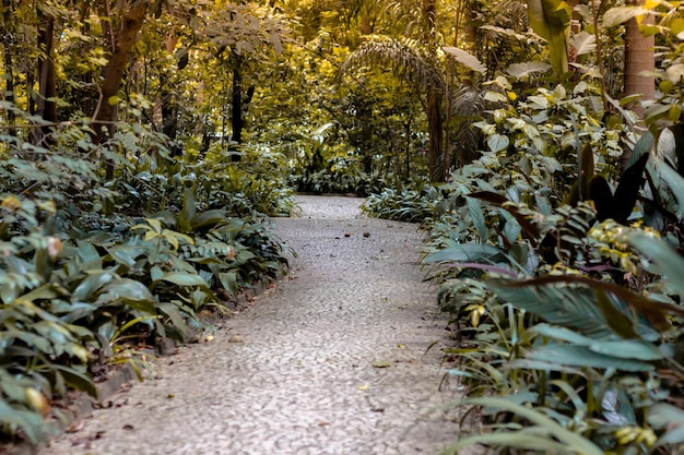 Un petit chemin à parcourir dans le parc