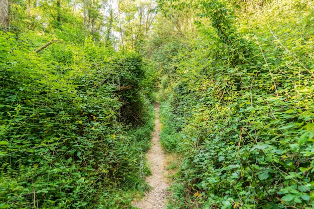 Petit chemin à travers les sous-bois dans le massif des "Cadiretes".