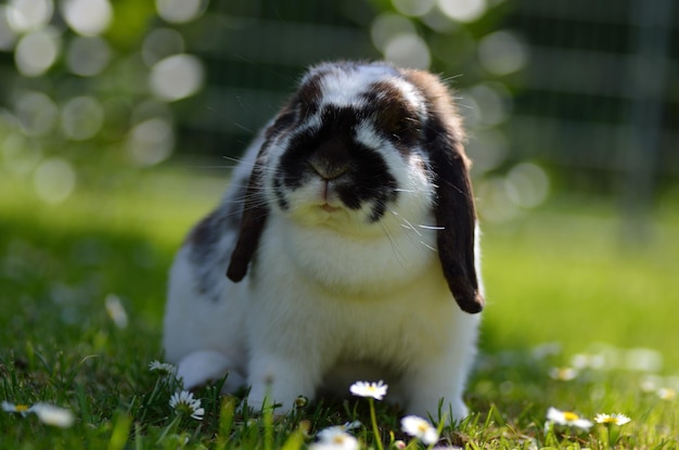 Petit cher lapin bélier