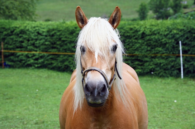 Petit cheval dans sa ferme