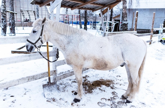 Un petit cheval de poney se tient dans une stalle en hiver