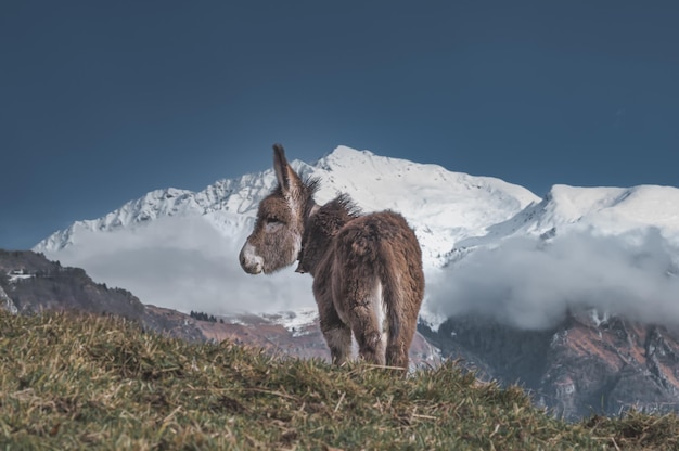 Un petit cheval tendre dans les hautes montagnes