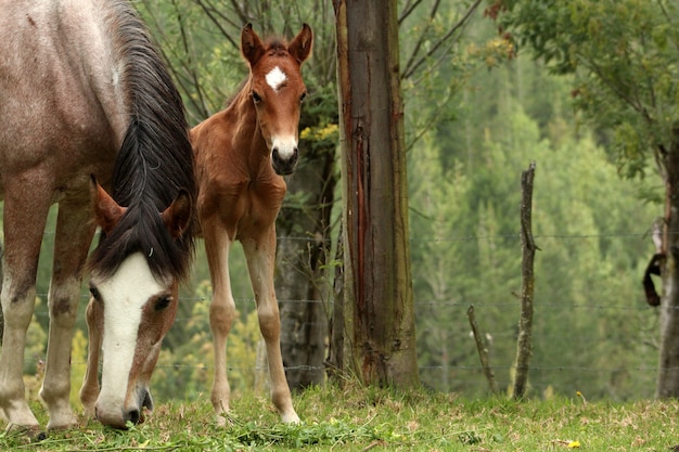 Petit cheval