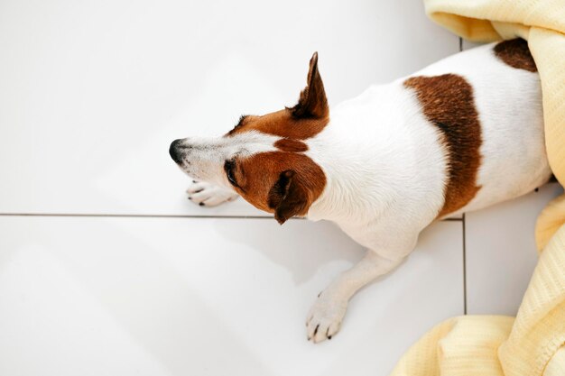 petit chien allongé sur le sol recouvert d'une couverture jaune