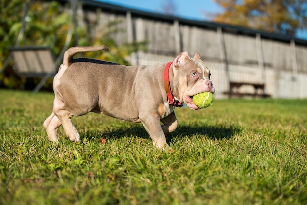 Un petit chien américain bully mâle de poche joue avec une balle de tennis sur l'herbe