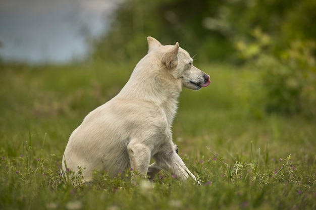 Petit chien assis dans l'herbe au regard très prudent, fier et imparfait, en position d'attaque.