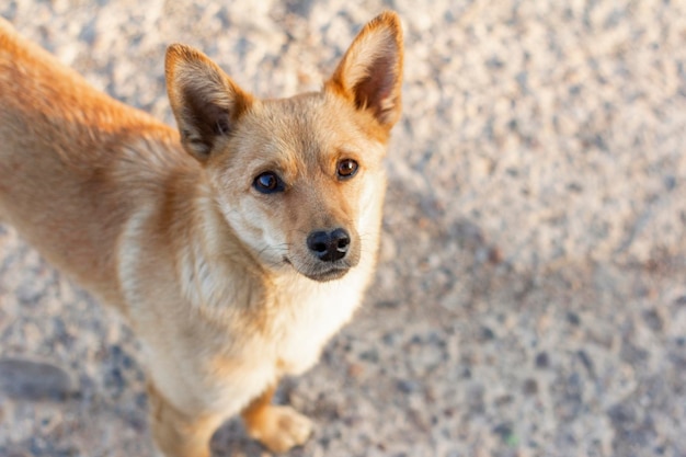 Un petit chien aux cheveux roux regarde la caméra avec impatience