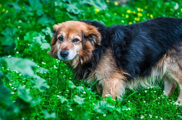 Petit chien bâtard dans un champ