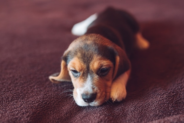 Petit chien Beagle jouant à la maison sur le lit.