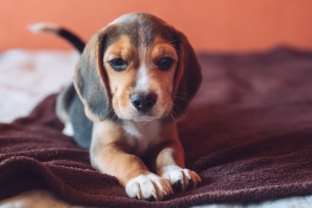 Petit chien Beagle jouant à la maison sur le lit.