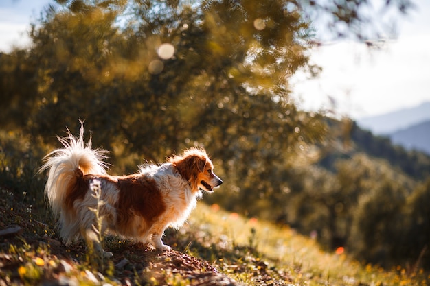 Petit chien blanc et brun sur un champ de fleurs et de paysages