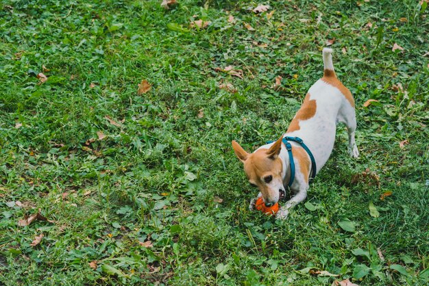 Un Petit Chien Blanc Et Brun Joue Avec Une Balle Orange Sur L'herbe