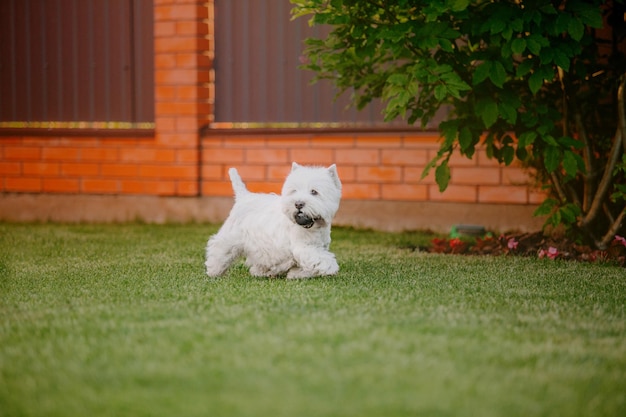 Un petit chien blanc joue dans l'herbe