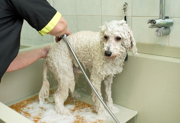 Petit chien blanc lavé dans un salon de toilettage ou salon pour animaux de compagnie par un maître-animal debout sur une table de travail