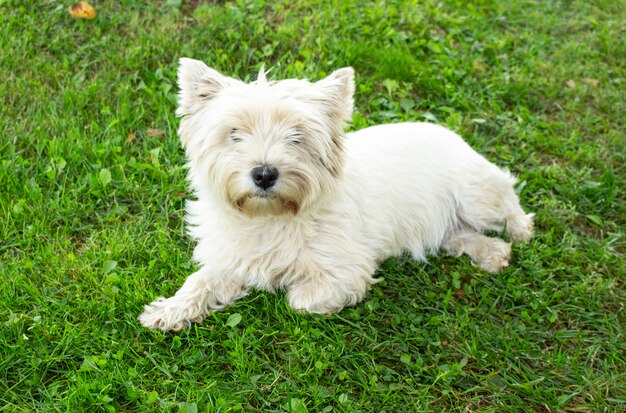 Petit chien blanc mignon West Highland Terrier allongé sur l'herbe dans le parc. Portrait d'animal de compagnie.