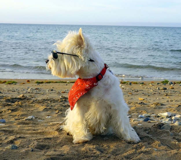 Petit chien blanc et moelleux West Highland White Terrier portant des lunettes noires et un foulard rouge sur la plage