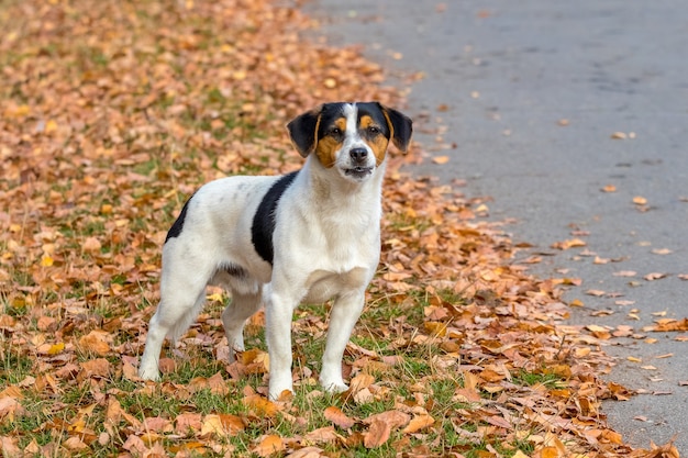 Petit chien blanc parmi les feuilles d'automne, portrait de chien