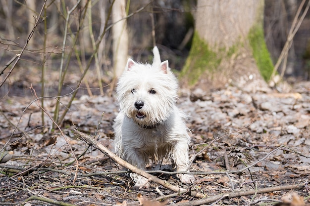 Petit chien blanc