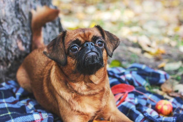 Le petit chien Brabancon de couleur marron se trouvant sous un arbre