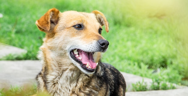 Un petit chien brun avec une bouche ouverte dans le parc