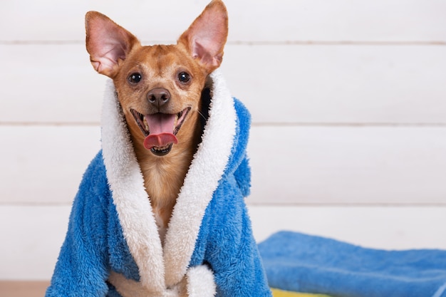 Photo petit chien brun dans un peignoir éponge bleu souriant