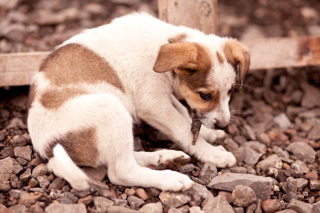 Un Petit Chien Brun Sans-abri Mangeant Quelque Chose Sur Le Sol.