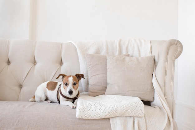 Petit chien sur le canapé