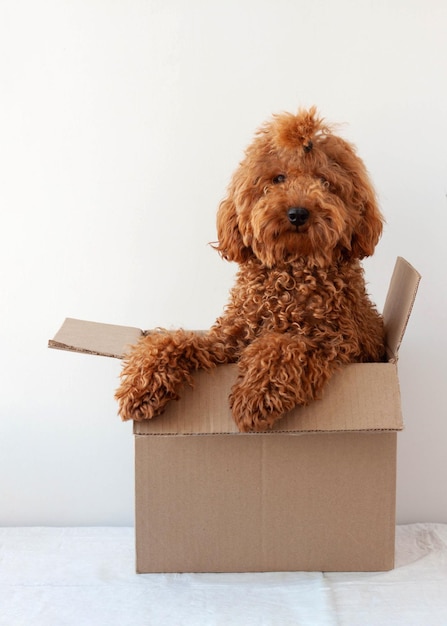 Petit chien caniche miniature brun rouge assis dans une boîte en carton