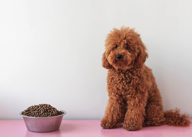 Un petit chien caniche miniature brun rouge est assis à côté d'un grand bol de nourriture sèche pour chiens.